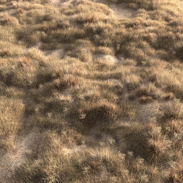 Dried grass