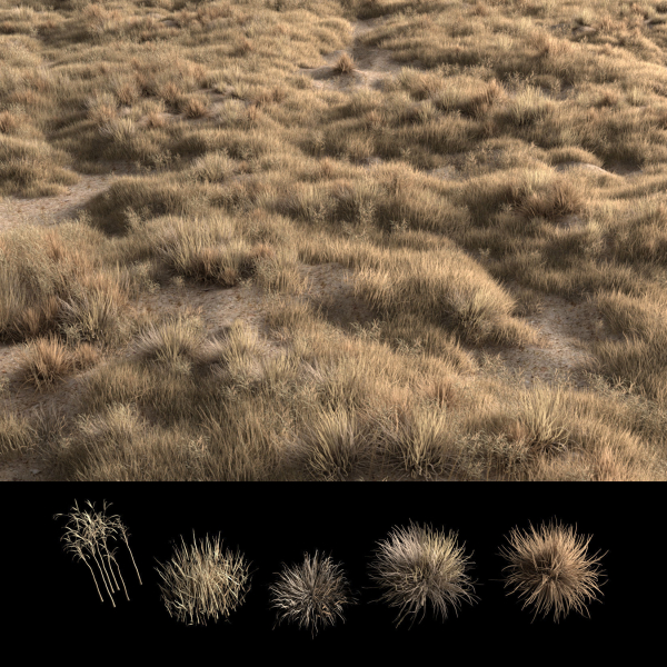 Dried grass
