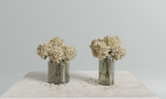 Dried hydrangeas set