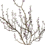 Dry Branches Bouquet29