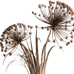 Dry Flower Bouquet33