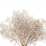 Dry flowers in modern vase