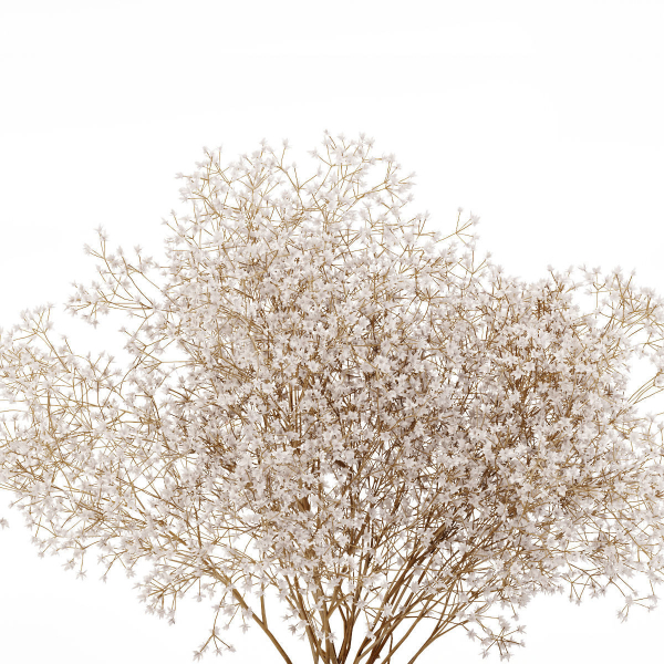 Dry flowers in modern vase