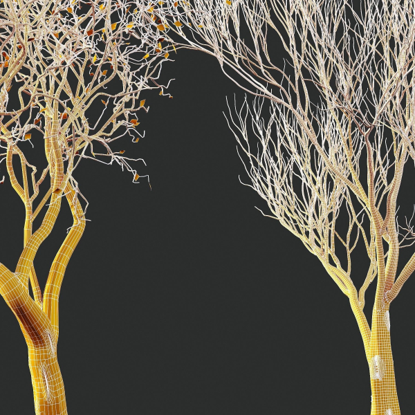 Dry Or Dead Tree 03