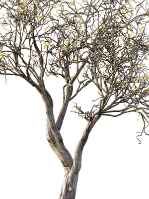dry-or-dead-tree-03-3d-model-a8c0d01e41