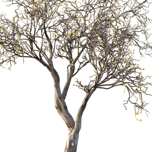 Dry Or Dead Tree 03