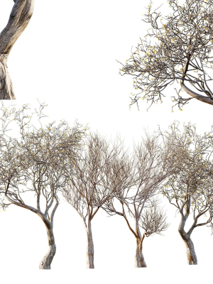 Dry Or Dead Tree 03