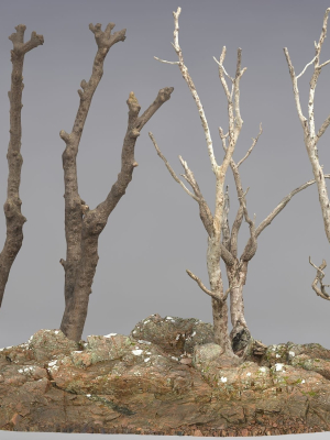 Dry trunk and branches