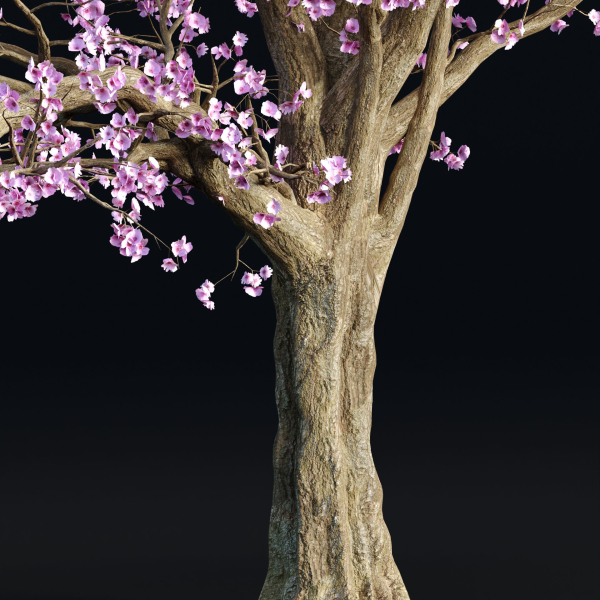 East Asian Cherry vol 239