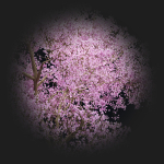 East Asian Cherry vol 239