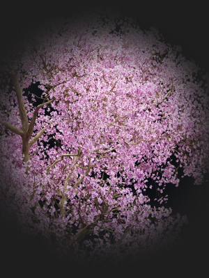 east-asian-cherry-vol-239-3d-model-0e29735c47