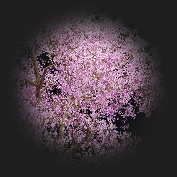 East Asian Cherry vol 239