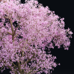 East Asian Cherry vol 239