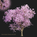 East Asian Cherry vol 239