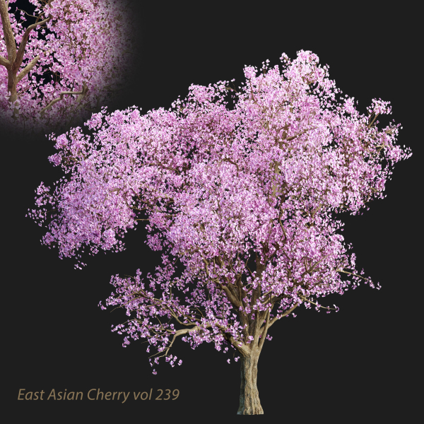 East Asian Cherry vol 239