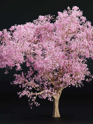 East Asian Cherry vol 239-Blender