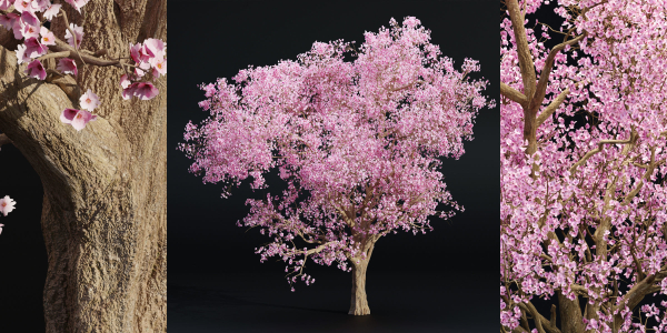East Asian Cherry vol 239-Blender