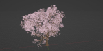 East Asian Cherry vol 239-Blender