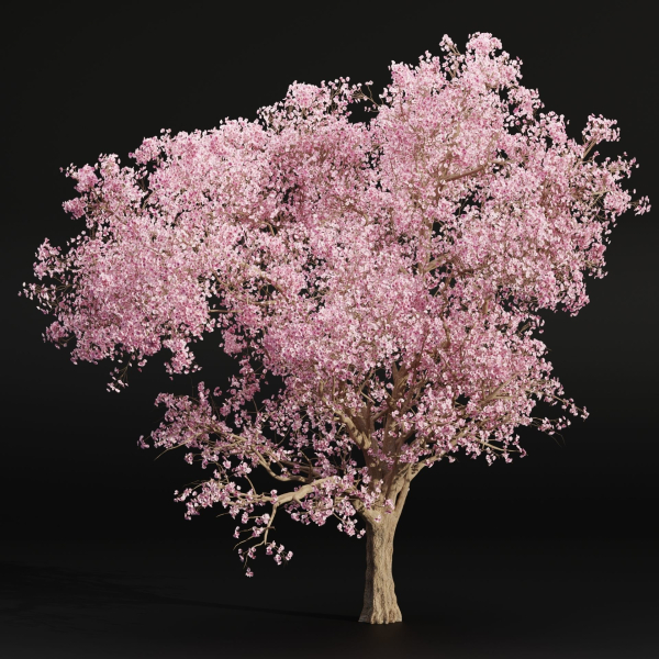 East Asian Cherry vol 239-Blender