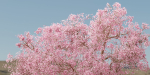 East Asian Cherry vol 239-Blender