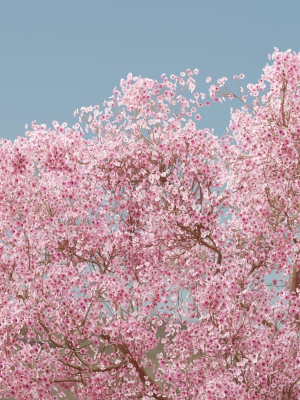 east-asian-cherry-vol-239-blender-3d-model-68356c64f9