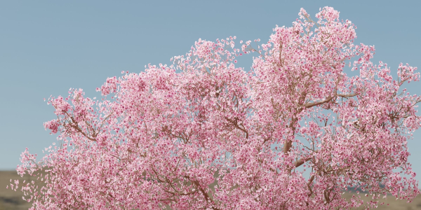 East Asian Cherry vol 239-Blender