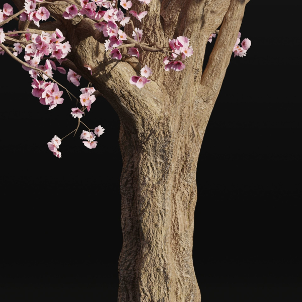 East Asian Cherry vol 239-Blender