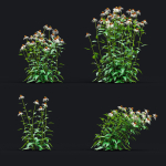 Echinacea purpurea Alba