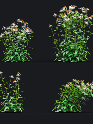 echinacea-purpurea-alba-3d-model-4867170d0f