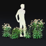 Echinacea purpurea Alba