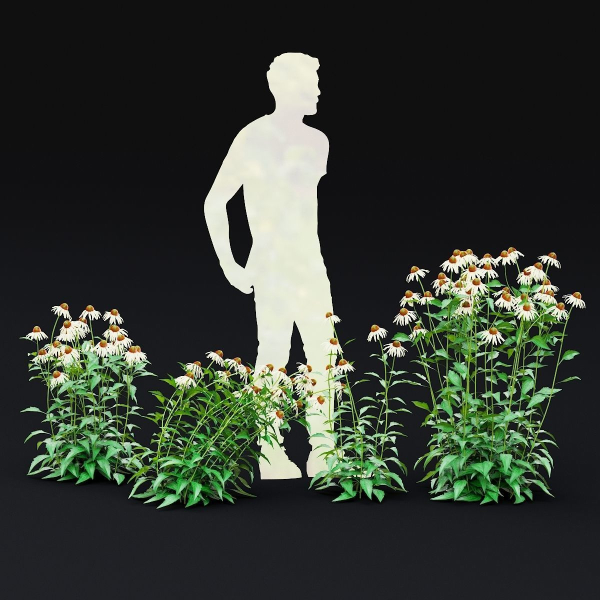 Echinacea purpurea Alba