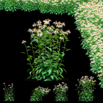 Echinacea purpurea Alba