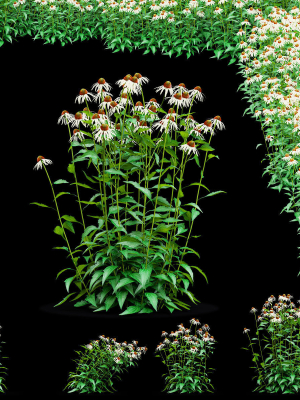 Echinacea purpurea Alba