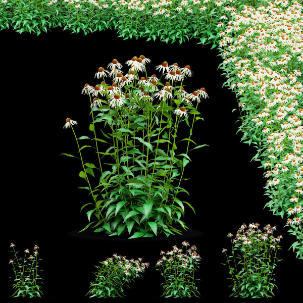 Echinacea purpurea Alba