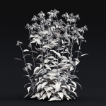 Echinacea purpurea Alba
