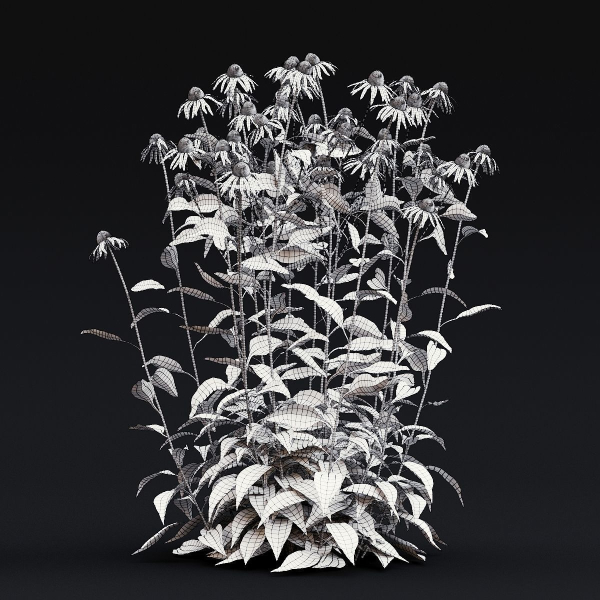 Echinacea purpurea Alba