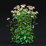 Echinacea purpurea Alba