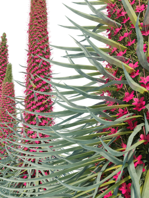 echium-wildpretii-3d-model-max-fbx-mat