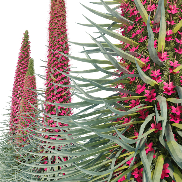 Echium wildpretii
