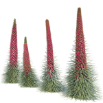 Echium wildpretii