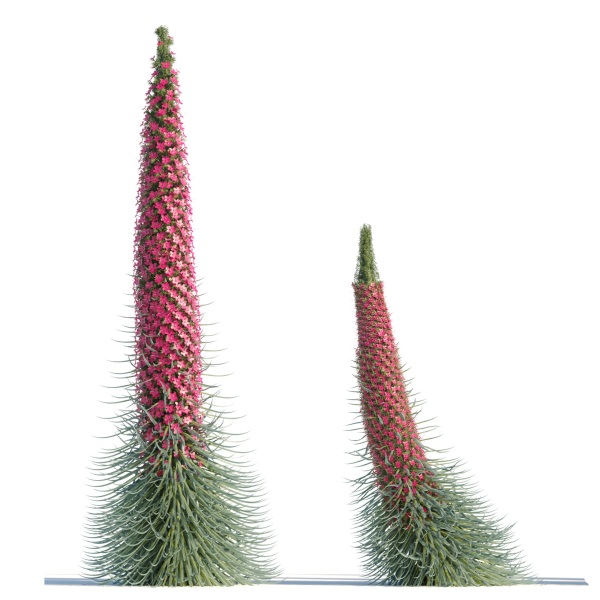 Echium wildpretii