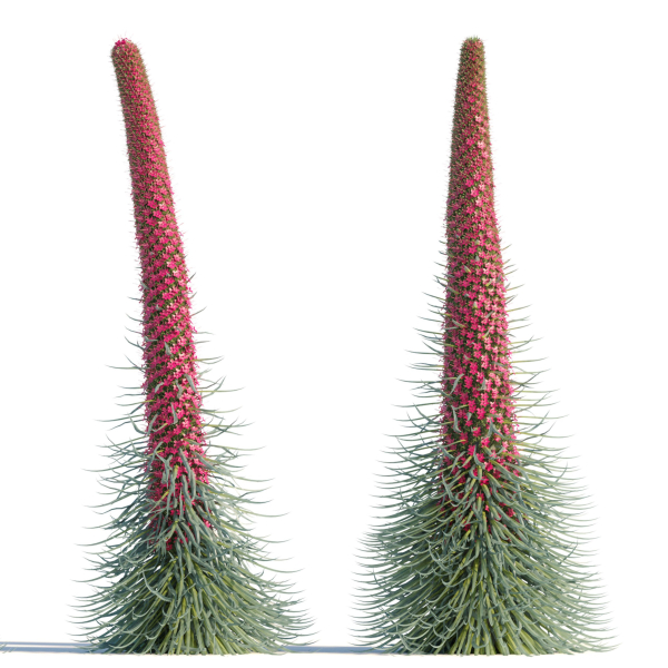 Echium wildpretii