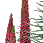 Echium wildpretii
