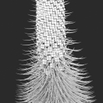 Echium wildpretii