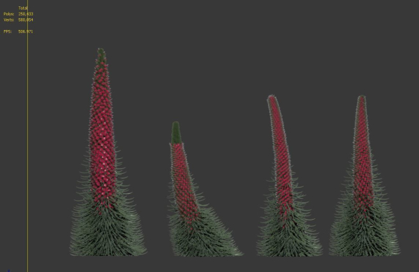 Echium wildpretii