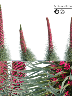 Echium wildpretii