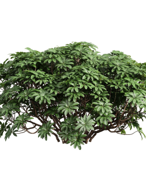 edgeworthia-chrysantha-grandiflora-8-different-bush-3d-model-max-obj-fbx-mat