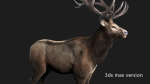 elaphurus deer buck stag reindeer doe