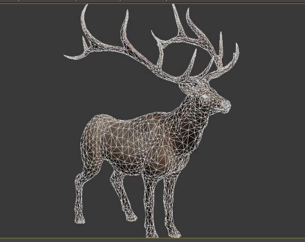 elaphurus deer buck stag reindeer doe