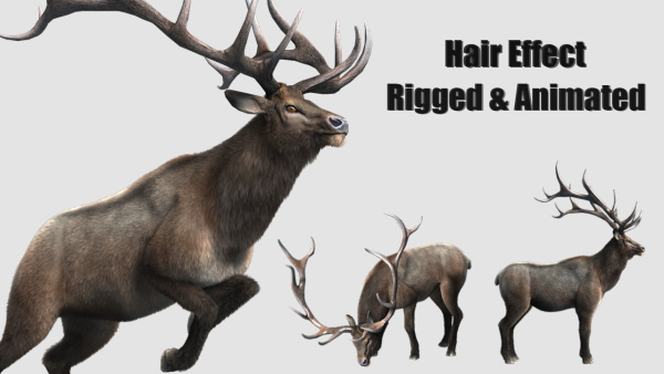 elaphurus deer buck stag reindeer doe